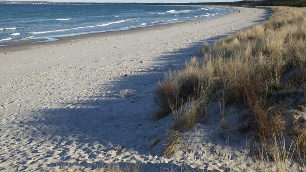 Una spiaggia sabbiosa con onde, cielo sereno e vegetazione rada.