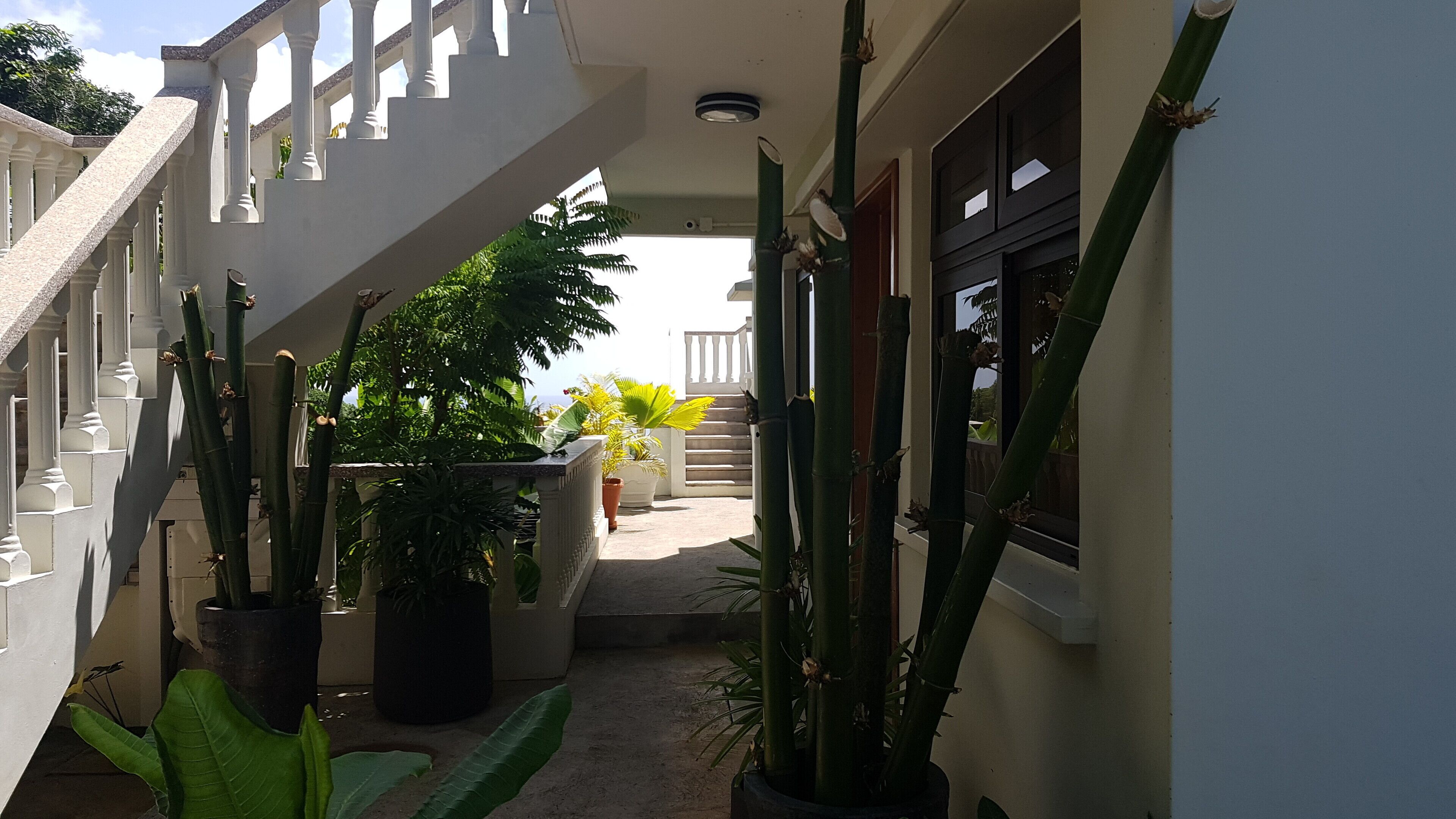A narrow pathway flanked by tall cacti and potted plants, leading to a staircase with a white balustrade.