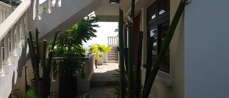 A narrow pathway flanked by tall cacti and potted plants, leading to a staircase with a white balustrade.