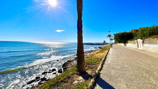 A coastal walkway with a palm tree, clear blue sky, and the ocean.