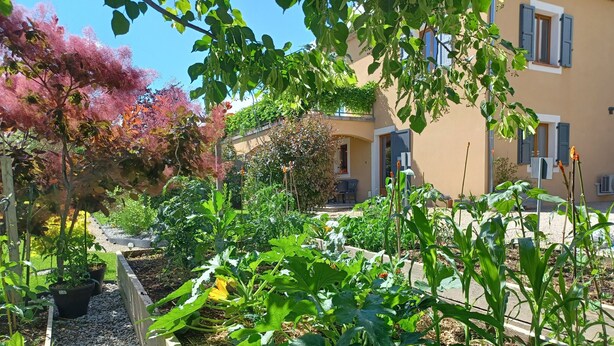 Um jardim com diversas plantas e um edifício ao fundo.