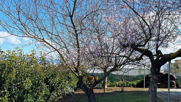 Un jardín con árboles florecientes y un invernadero al fondo.