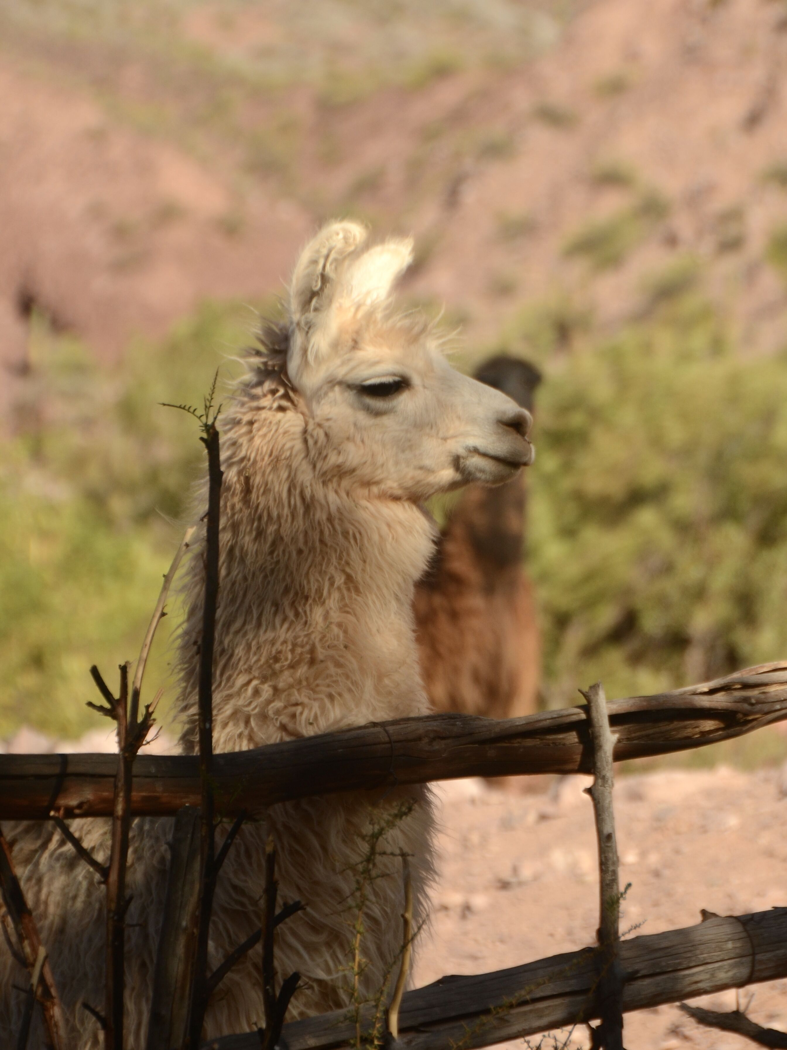 A llama behind a wooden fence in a natural setting.