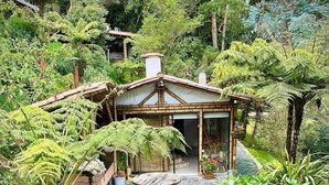 A rustic wooden house surrounded by lush greenery and a stone pathway leading to a central wooden table.