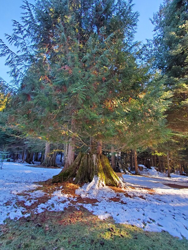 A large evergreen tree with a thick trunk and snow-covered ground.