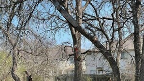 Un espace vert avec de l’herbe, des arbres et un bâtiment en arrière-plan.