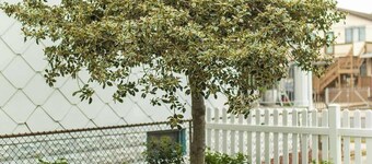 Bee Happy Cottage, 1.5 Blocks to Beach and Boardwalk, Fenced-in Yard, Parking