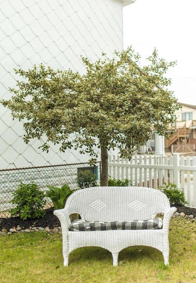 Bee Happy Cottage, 1.5 Blocks to Beach and Boardwalk, Fenced-in Yard, Parking