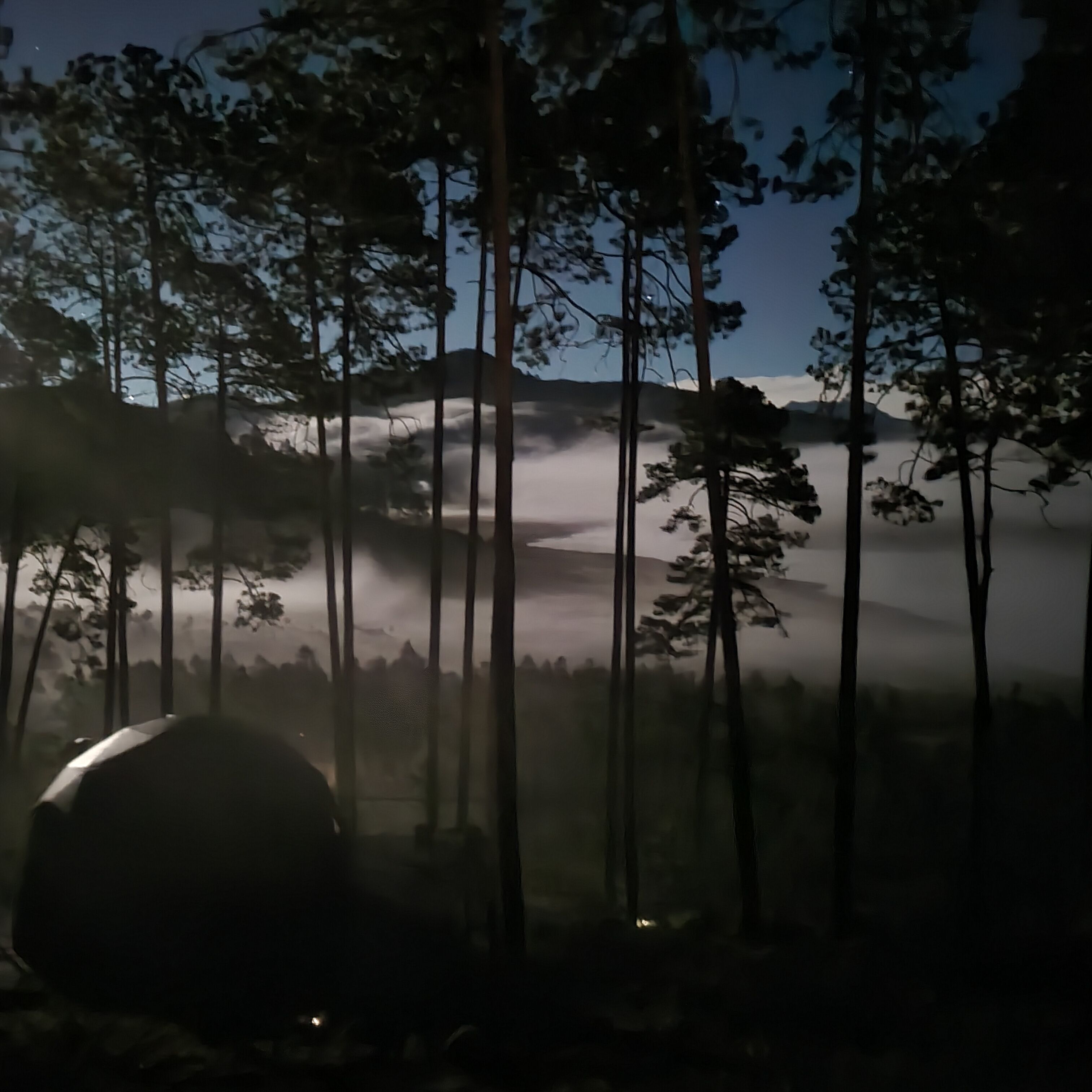 Un bosque con árboles altos y un fondo brumoso.