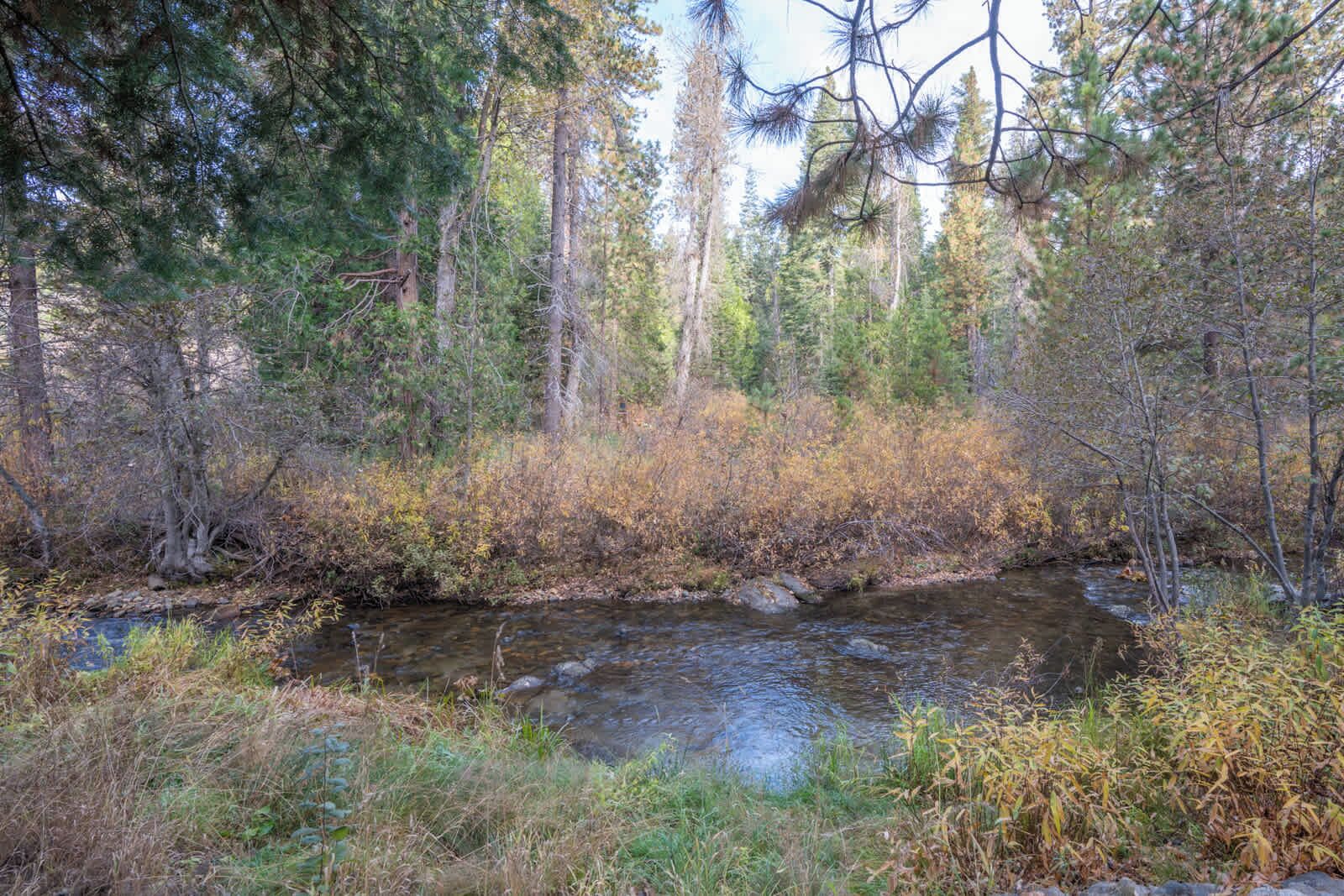 Une zone boisée avec un ruisseau, des arbres denses et un sous-bois touffu.