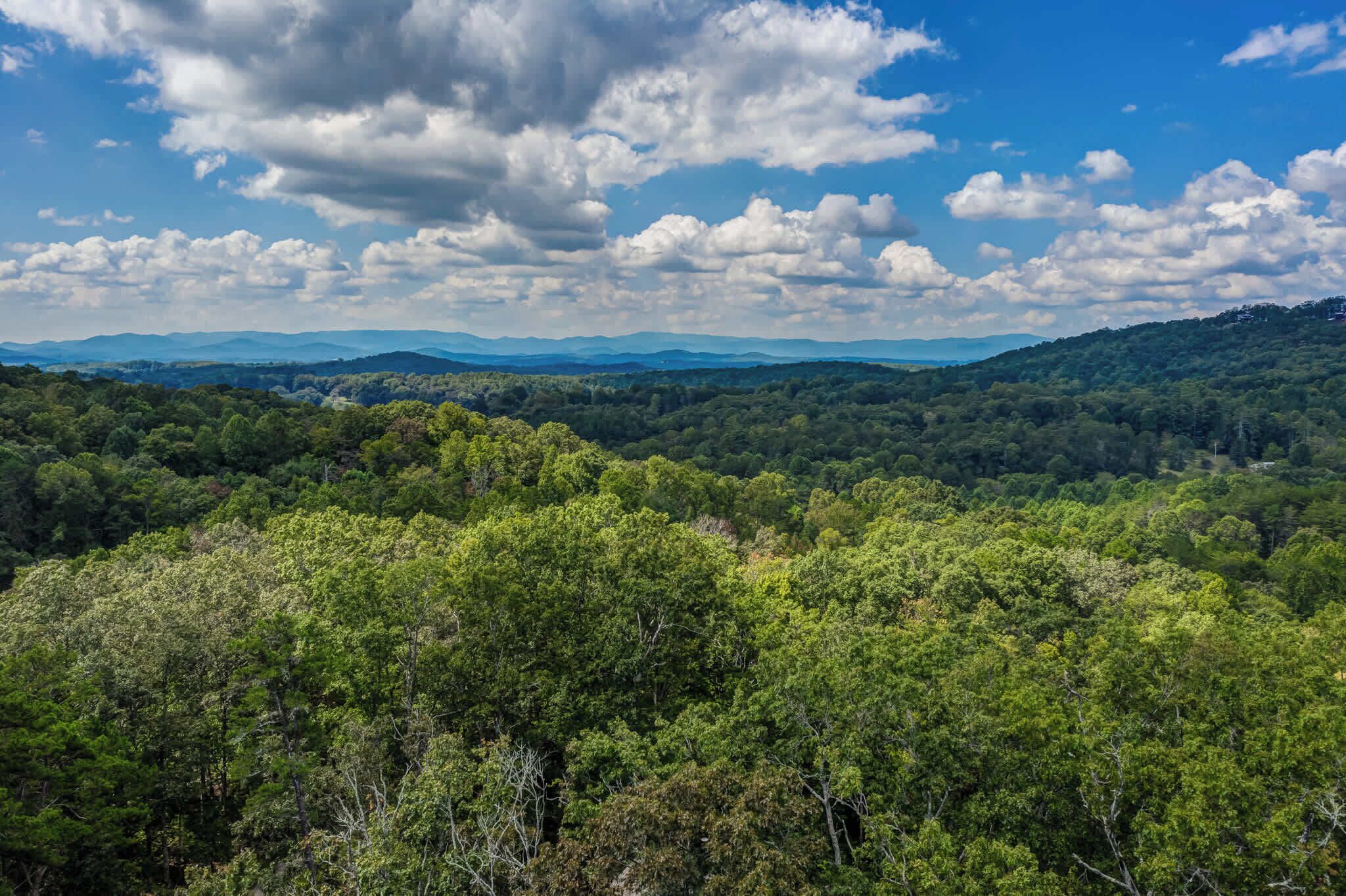 A dense forest with a clear sky and distant mountains.