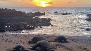 Condo, Multiple Beds, Pool Access, Garden View | Beach | Beach nearby - Honu Sunset (Kihei)