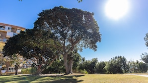 A large tree in a park with a clear sky and a building in the background. - Holidays2Arroyo de la Miel Hercules (Benalmádena)