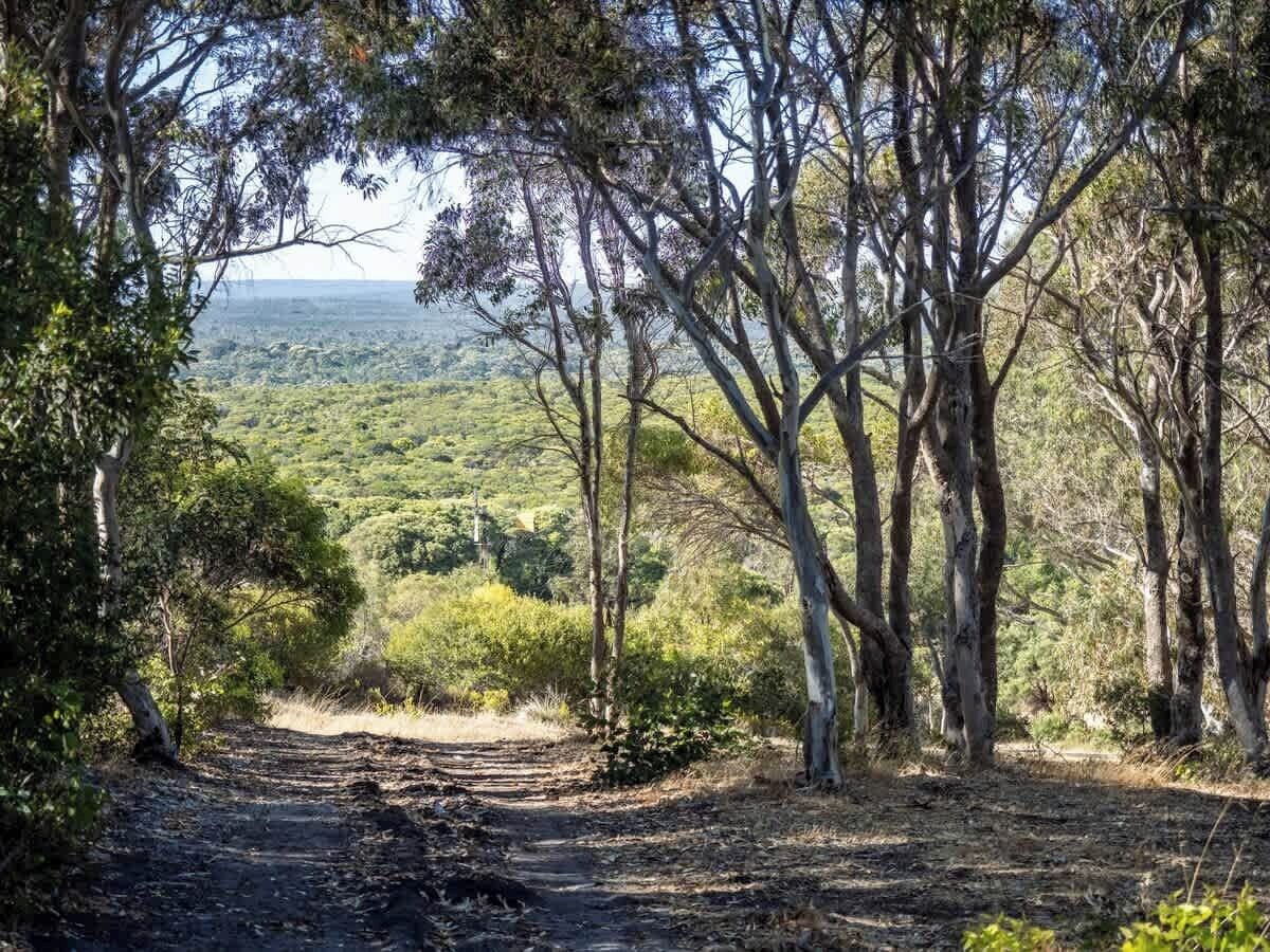 A dirt path leading through a forested area with trees and a view of a hilly landscape.