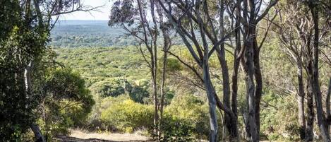 A dirt path leading through a forested area with trees and a view of a hilly landscape.