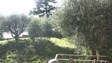 A grassy area with trees and a metal railing.