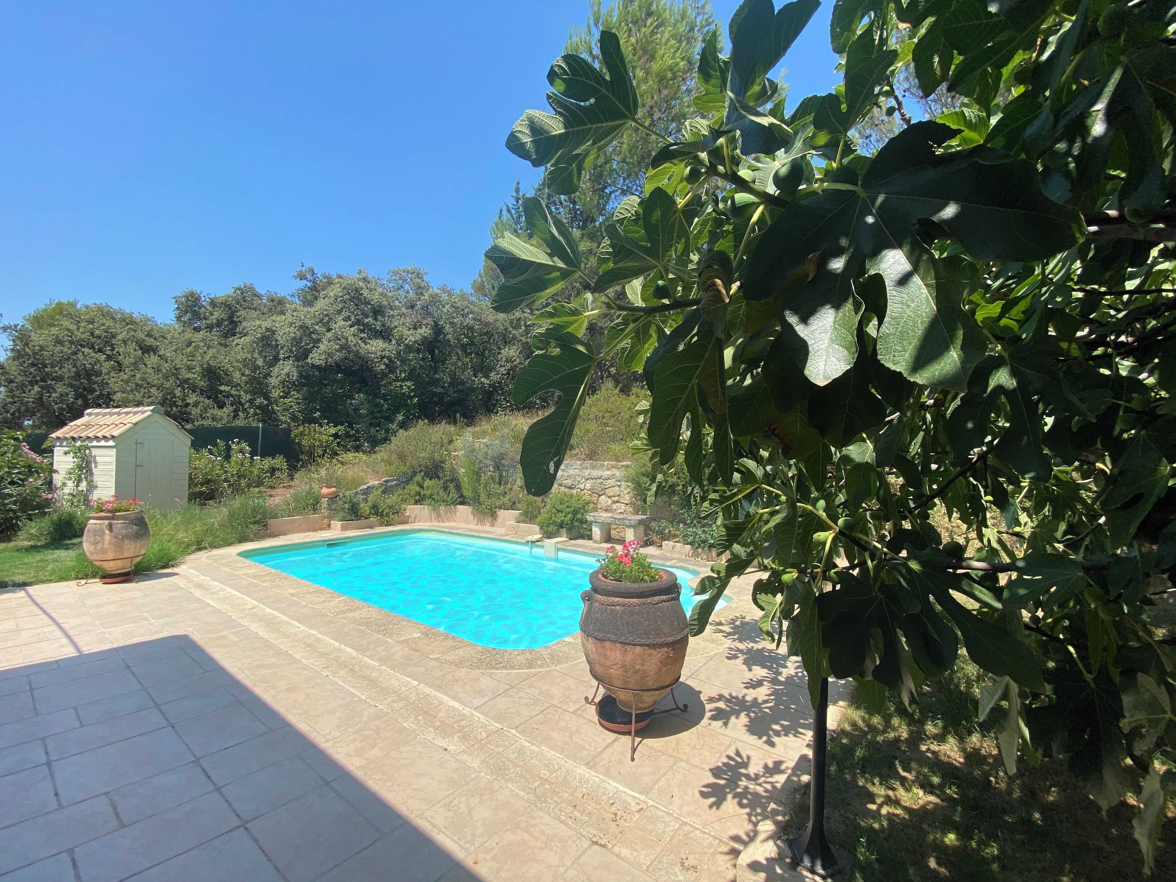 A swimming pool surrounded by greenery, a small shed, and a large planter.