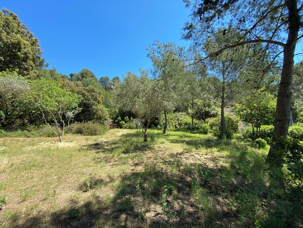 Un paisaje natural con diversos árboles y un sendero de tierra.