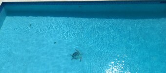 A true oceanfront villa with amazing sunsets and pool. Very nice location.