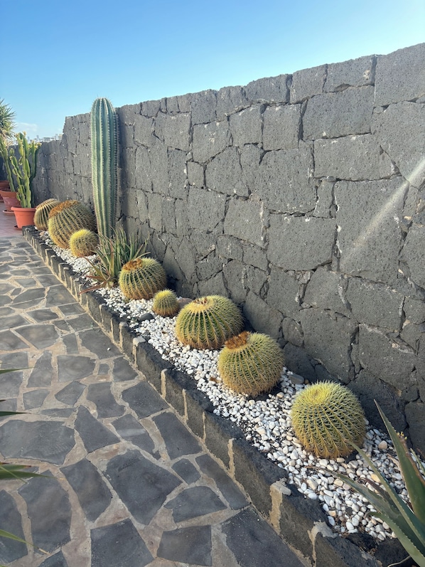 A row of cacti against a stone wall, with a stone-tiled pathway in the foreground. - VILLA ALFREDINA | Private Heated Pool, BBQ & Relax (Lanzarote)