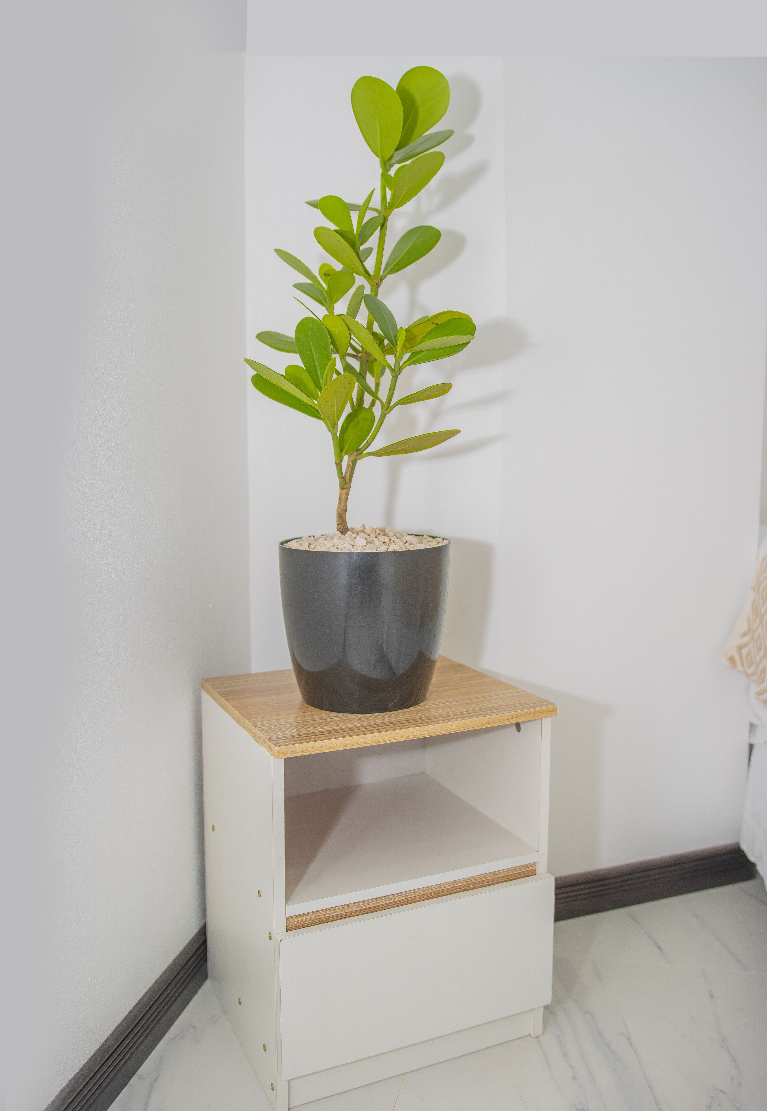 Foto - The Stay San Jose