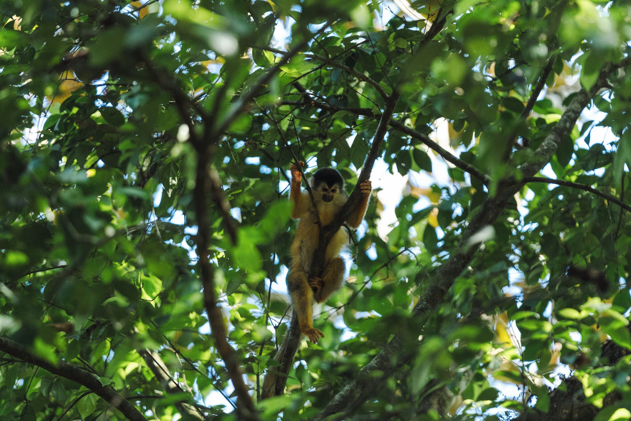 A monkey hanging from a tree branch in a dense forest.