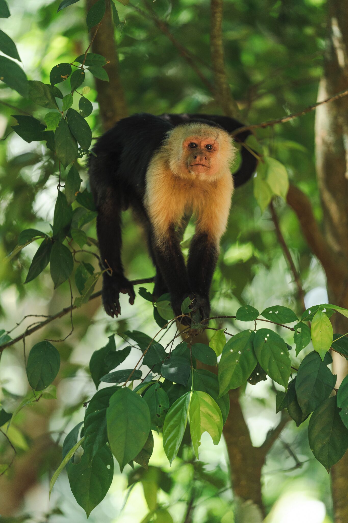 A primate in a lush green forest.