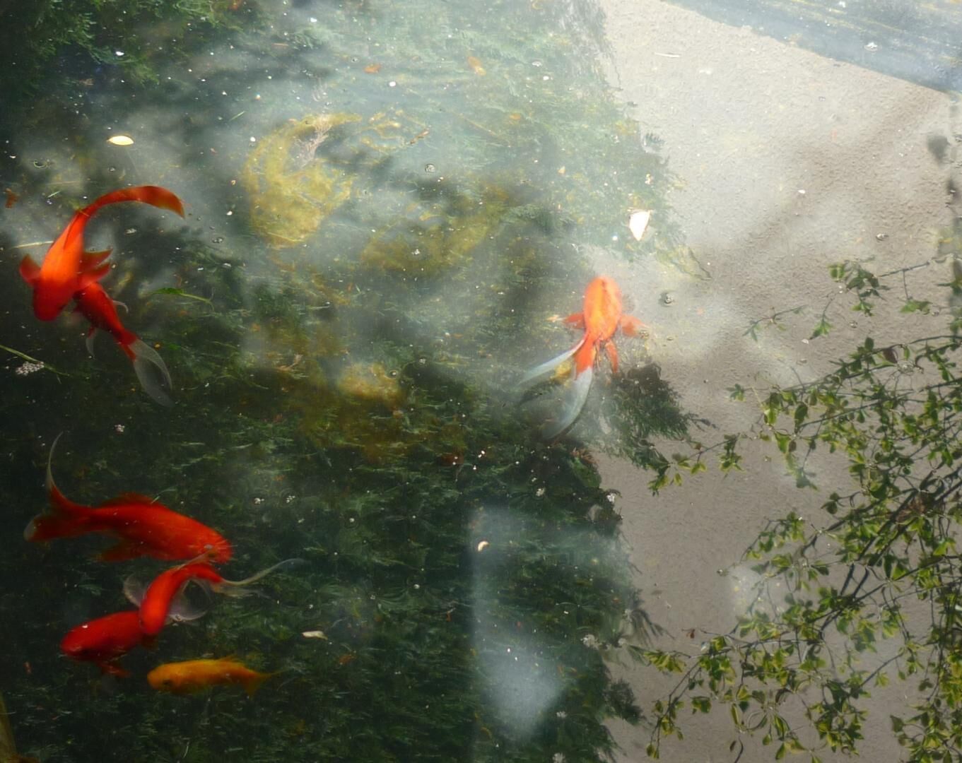 Um lago com carpas nadando entre plantas aquáticas.