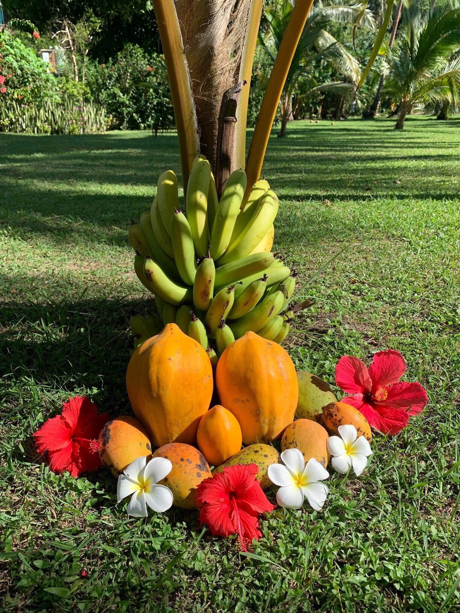 A tropical outdoor setting with a tree bearing bananas, mangoes, and papayas, surrounded by flowers.