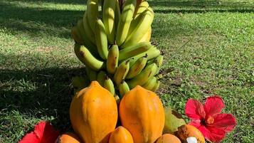 A tropical outdoor setting with a tree bearing bananas, mangoes, and papayas, surrounded by flowers.