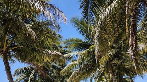 A sandy beach lined with palm trees and a clear blue sky. - Mai Sunset Beach Resort (Naviti Island)