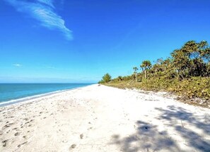 Une plage avec un ciel dégagé, un rivage sablonneux et quelques plantes.