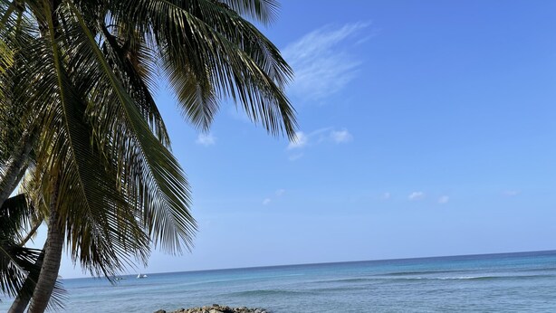 A beach with clear water, a palm tree, and rocky outcrops.