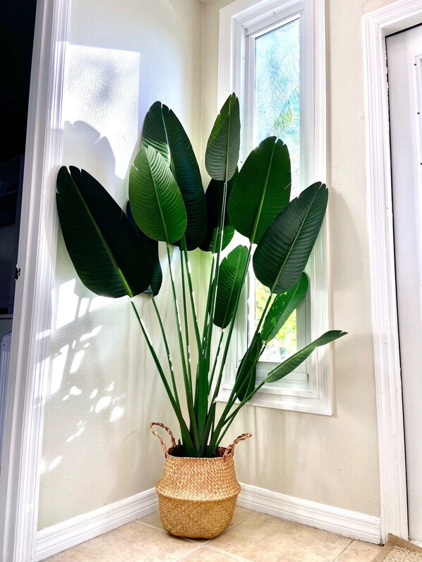 Una planta en maceta con hojas verdes grandes en una cesta tejida, ubicada en una esquina cerca de una ventana con molduras blancas.