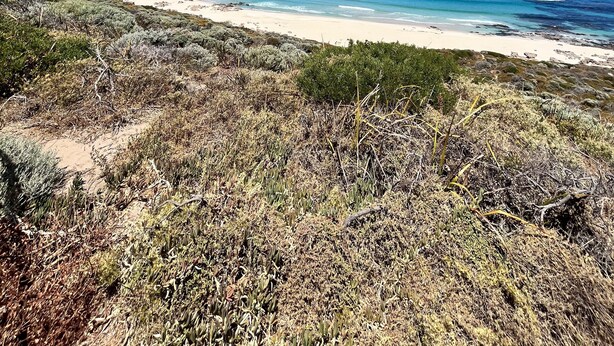 A coastal landscape with a beach, clear blue sky, and dry vegetation. - Quedji Cottage - Beautiful 2 bed private cottage 3 min walk to Dunsborough town. (Dunsborough)