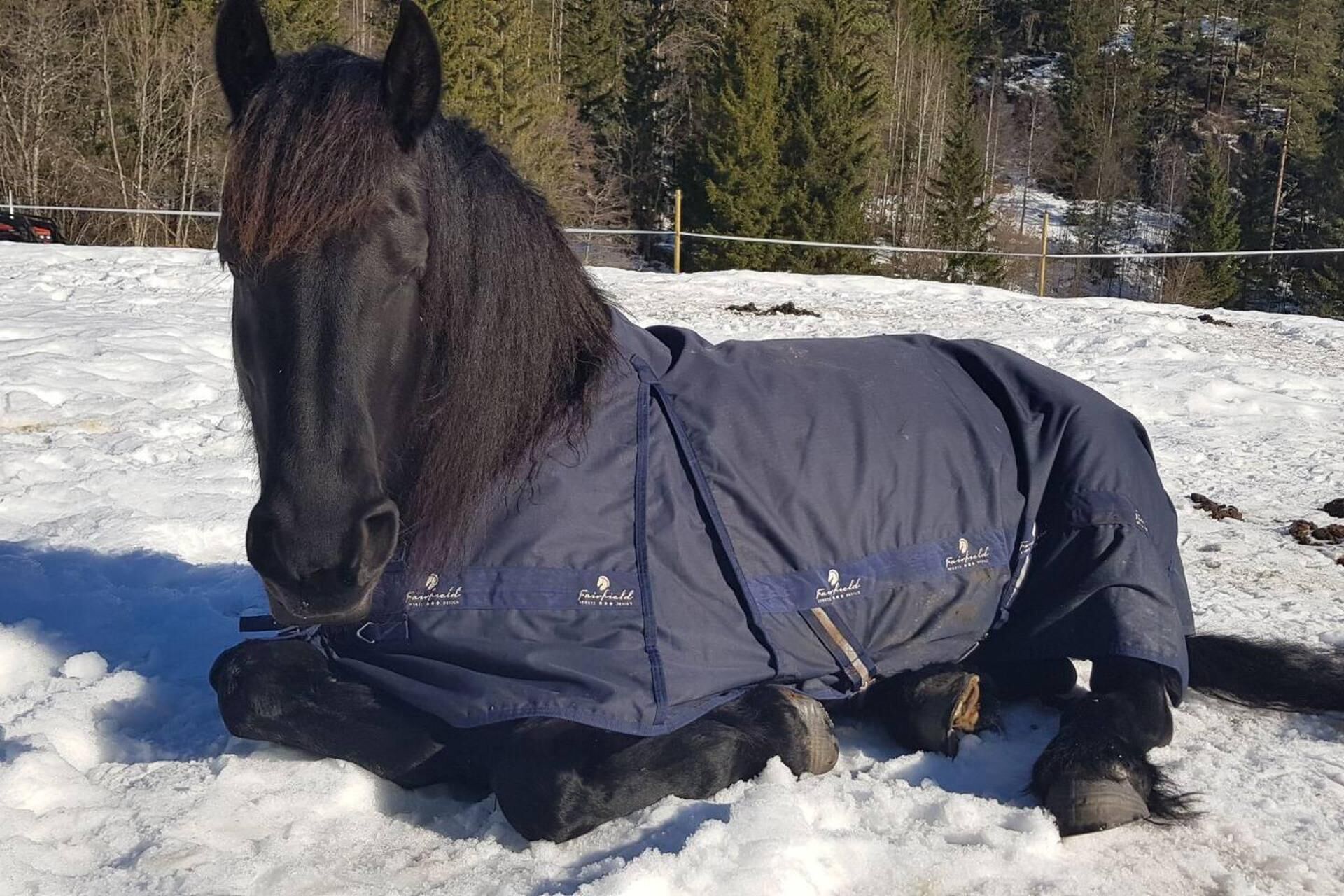 Ein Pferd mit einer blauen Schutzeinrichtung in einer verschneiten Winterlandschaft.
