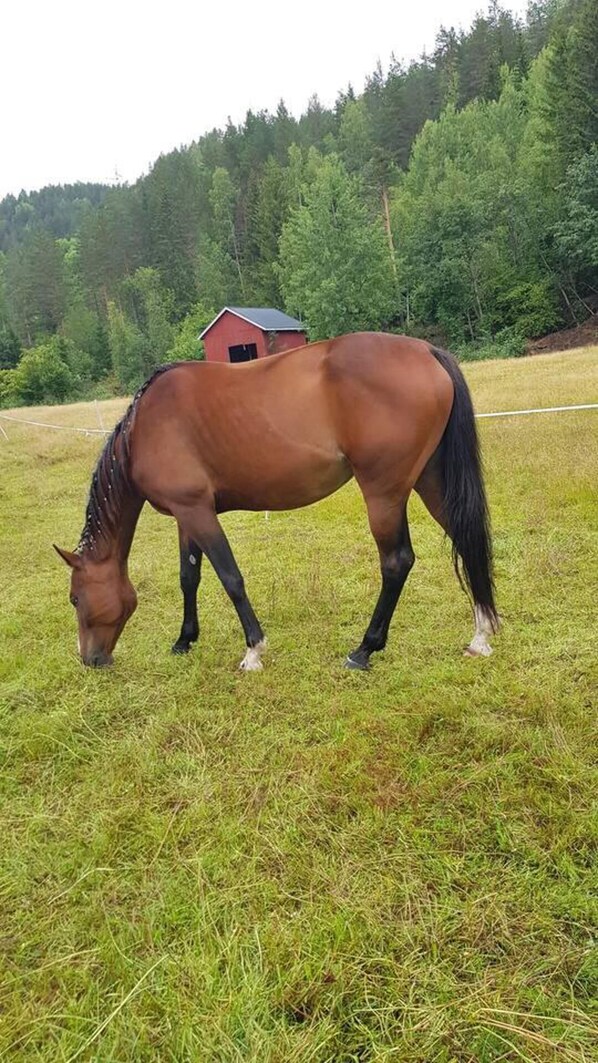 A horse grazing in a grassy field with a red barn in the background. - Impeccable 4-bed House in Drangedal (Drangedal)
