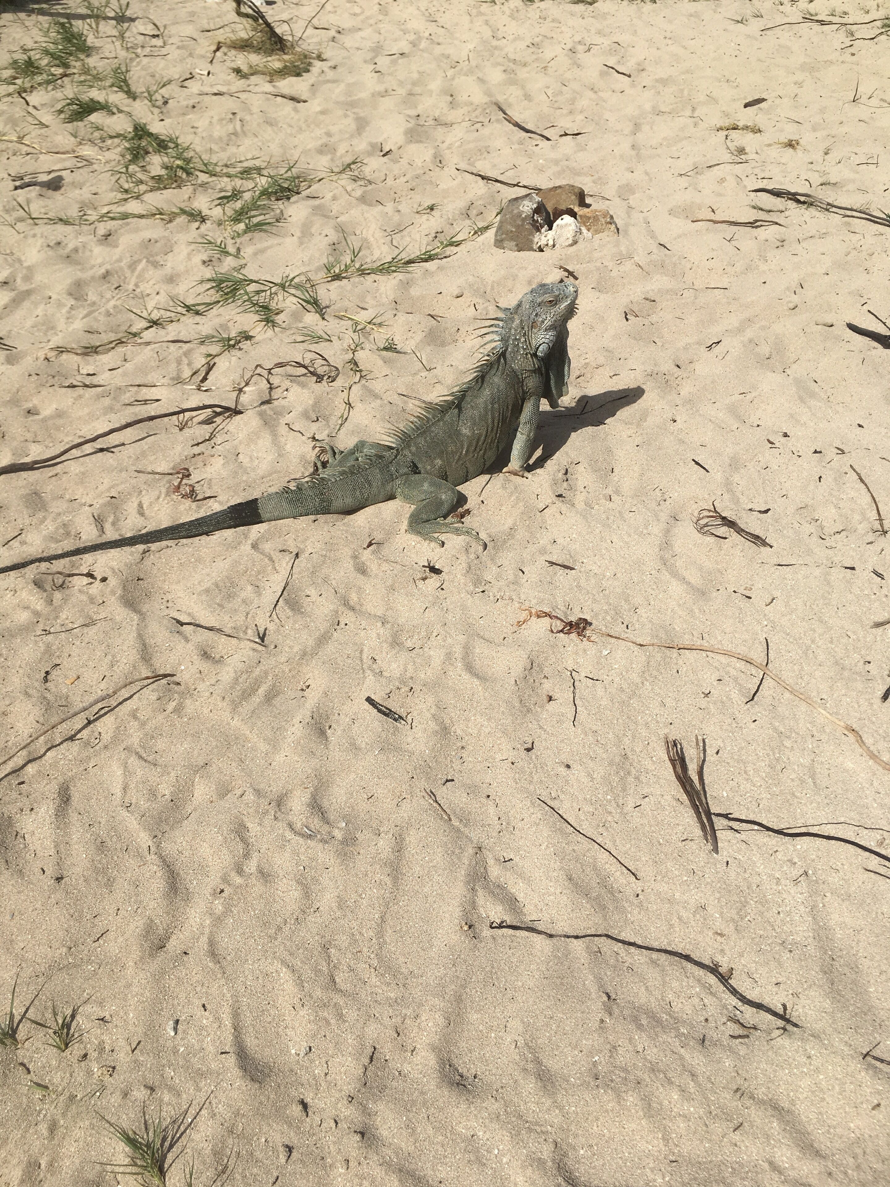 A large iguana on a sandy beach with sparse vegetation.