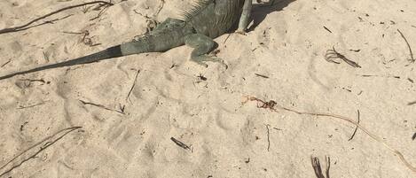 A large iguana on a sandy beach with sparse vegetation.