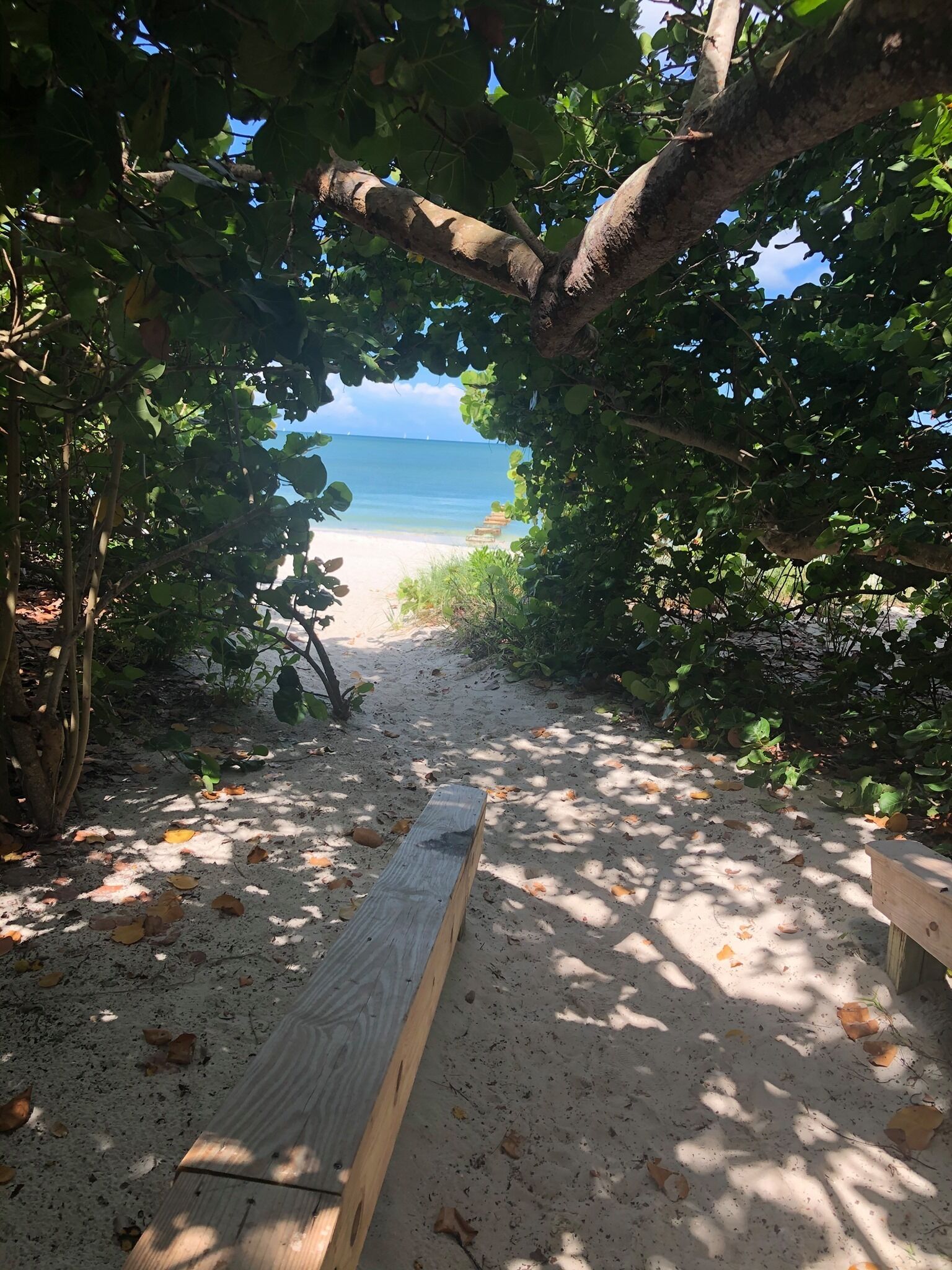 Ein Küstenpfad, der zum Strand führt, umgeben von Bäumen und Pflanzen.