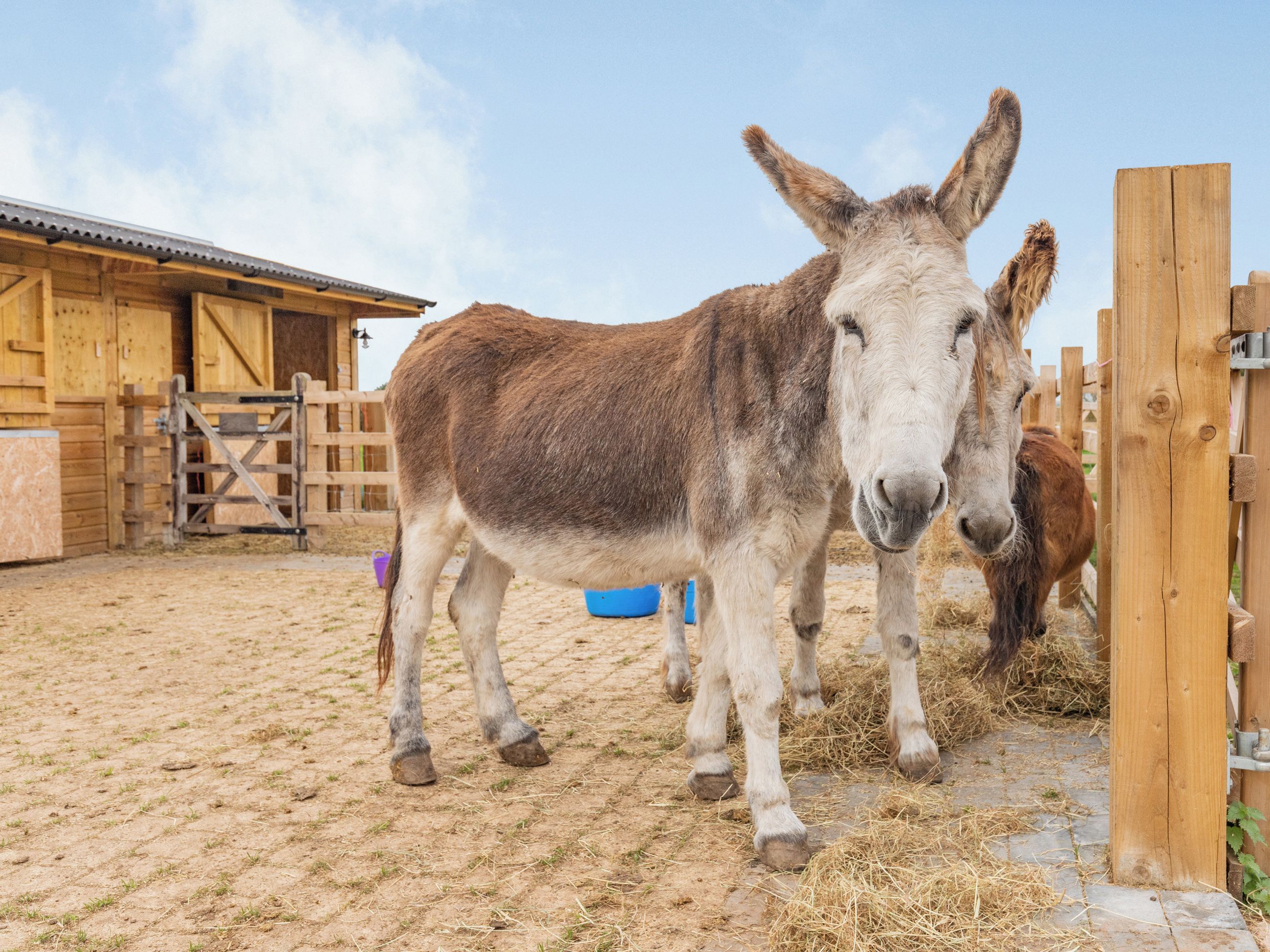 A donkey in a stable with a wooden fence and a blue water trough.
