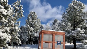 A wooden cabin with two large windows and a sign indicating it is a cougar viewing area. - Kennedy’s Camelot, a walkable family condo in beautiful Angel Fire! (Angel Fire)