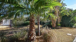 Un giardino con una palma, diversi arbusti e un vialetto.