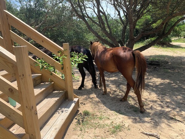 A wooden staircase leading to a stable area with two horses. - Sandy Adventures!
Third row from the ocean!
Wild Horses roam the area- Carova (Corolla)