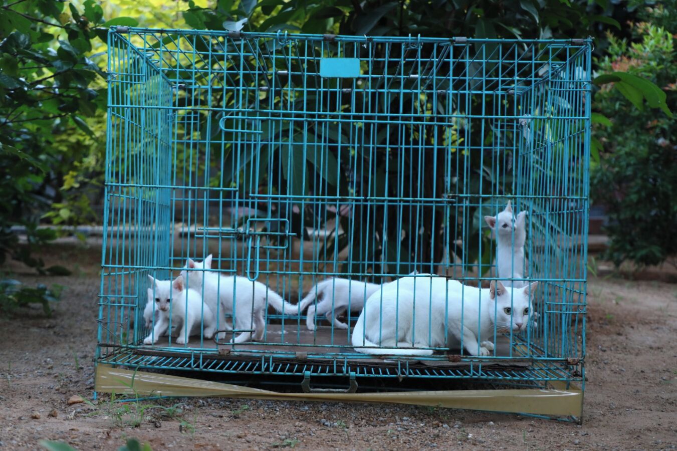 Uma gaiola de metal azul com base amarela, contendo três gatos brancos.