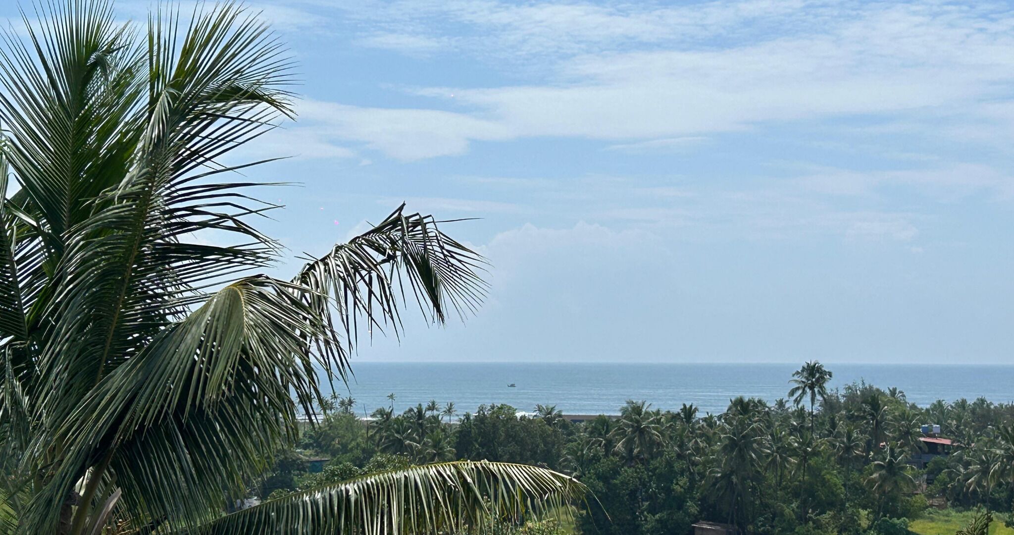 A coastal view with palm trees and a clear sky.