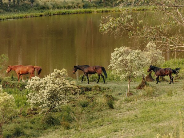 منوع