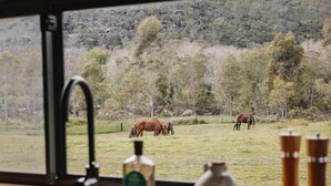 A window view of a grassy field with horses, a sink, and a bottle on the counter. - Tiny Thomas Summary: (Upper Colo)