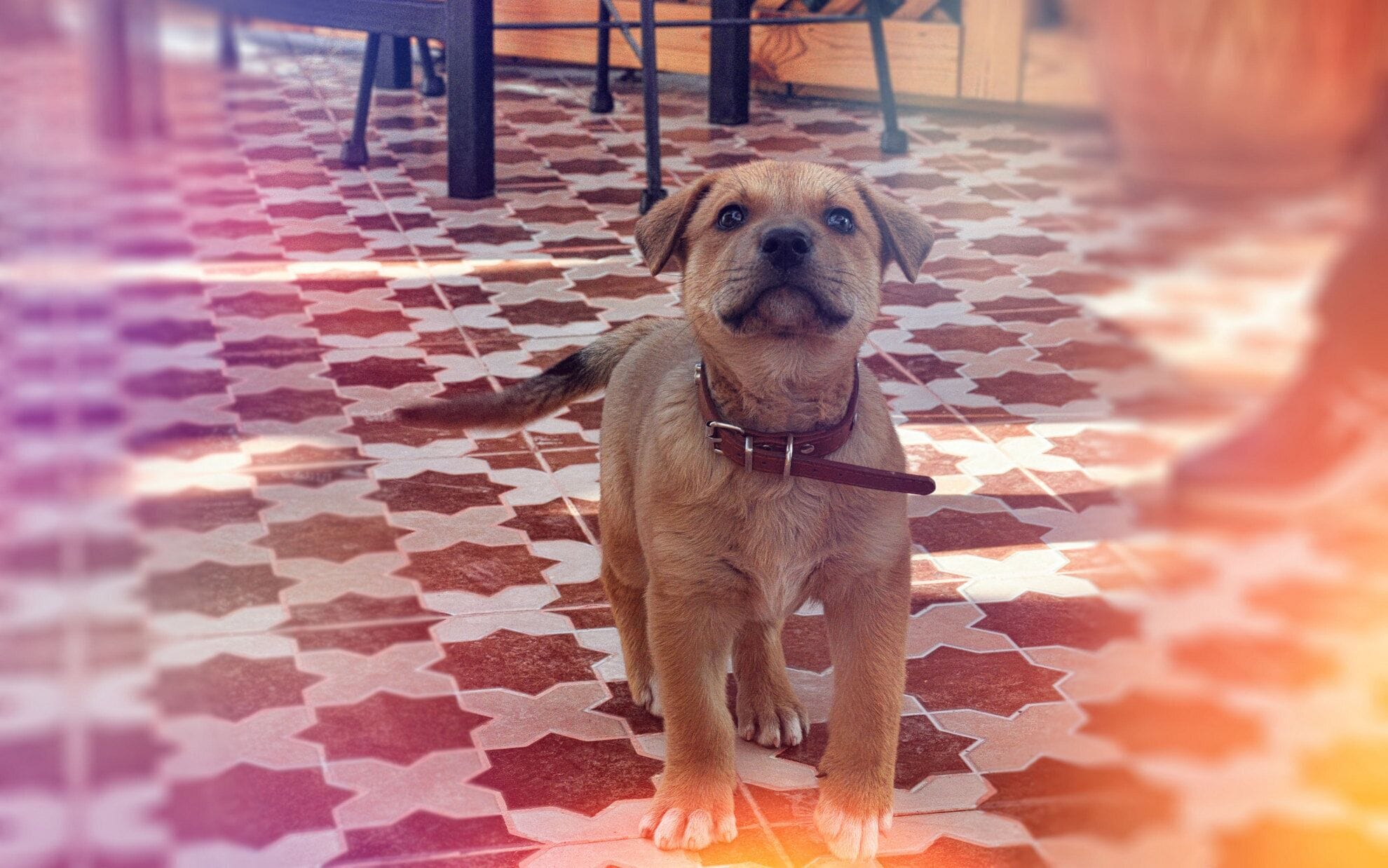 A dog standing on a patterned floor with star shapes.