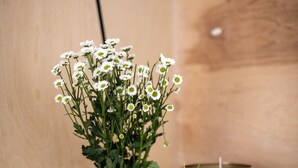 A wooden wall with a glass vase containing white flowers and a gold pot with green plants. - EASY RENT Apartments - Smart 005 (Lublin)